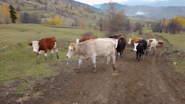 Cows Walking Meadow Karadeniz Blacksea Region Artvin Northern Turkey — Vídeo de Stock