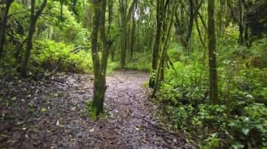 POV view of walking in Costa Rica rainforest with many plants and trees in Poas National Park of Costa Rica.