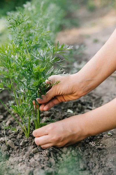 Bekerja Kebun Sayur Organik Merawat Bibit Muda Dan Mencangkok Tanaman — Stok Foto