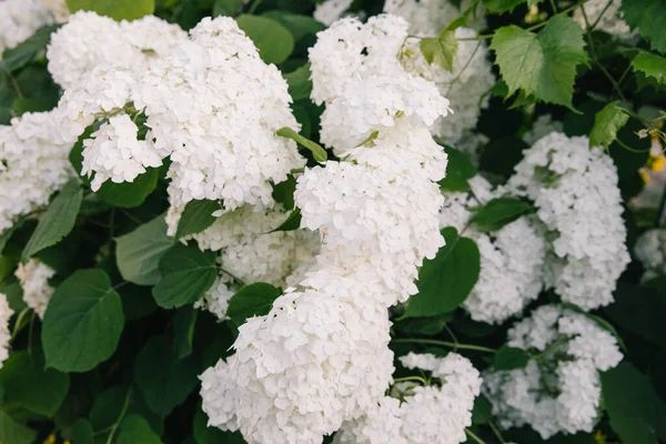 Blommande Hortensia Buskar Bakgrunden Grön Gräsmatta Trädgårdsprydnadsväxter Med Stora Vita — Stockfoto