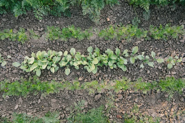 Gröna Blad Odlingsbäddar Grönsaksfältet Trädgårdsbakgrund Med Gröna Salladsväxter Öppen Mark — Stockfoto