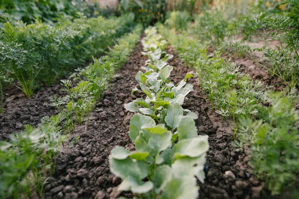 野菜畑の庭のベッドに緑の葉 露地に緑のサラダ植物で庭の背景 — ストック写真