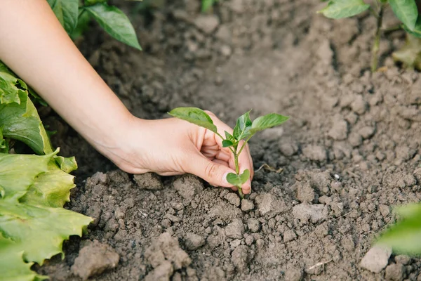 Bekerja Kebun Sayur Organik Merawat Bibit Muda Dan Mencangkok Tanaman — Stok Foto