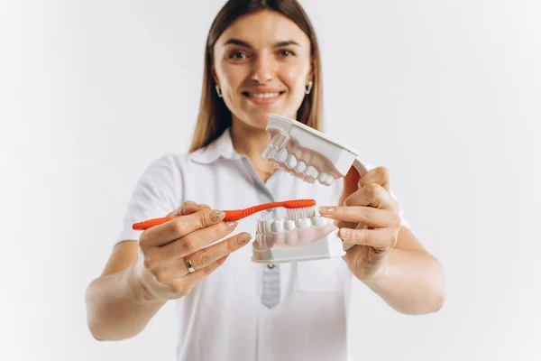 Женщина Дантист Показывает Макете Чистить Зубы — стоковое фото