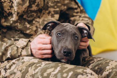 Askeri üniformalı bir Ukraynalı asker sadık arkadaşı Amstaff köpeğiyle birlikte bir kanepede oturuyor. Arka planda sarı ve mavi bayrak..