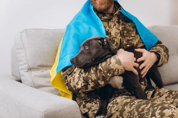 Ukrayna bayrağına sarılmış Ukrayna askeri Amstaff 'ın köpeğini ofiste tutuyor