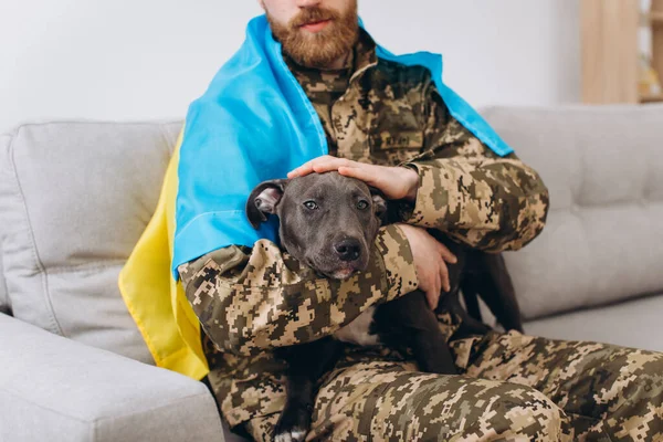 Ukrajinský Voják Zabalený Ukrajinské Vlajce Drží Psa Amstaffa Náručí Kanceláři — Stock fotografie