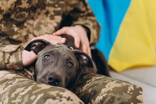 Ukrajinský Voják Vojenské Uniformě Sedí Pohovce Svým Věrným Přítelem Psem — Stock fotografie