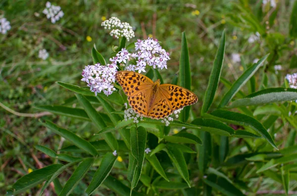 Schöner Schmetterling Auf Einer Blühenden Blume — Stockfoto