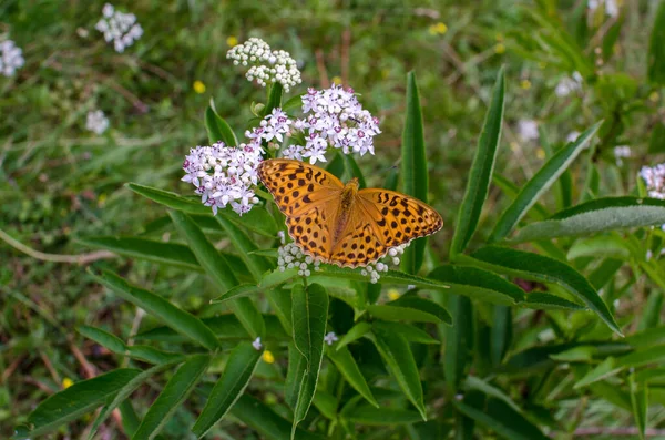 Vacker Fjäril Blommande Blomma — Stockfoto