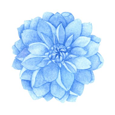 Beyaz izole arka planda llight mavi çiçek Dahlia. Nazik yaz çiçekleri.