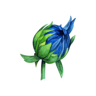 Beyaz izole arka planda llight mavi çiçek Dahlia. Suluboya el çizilmiş botanik illüstrasyon.