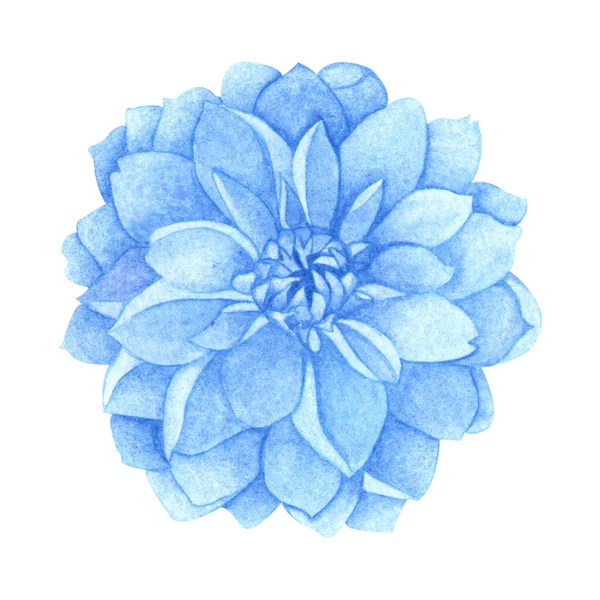 Luminoso fiore blu dalia su sfondo bianco isolato. Fiori estivi delicati . — Foto Stock