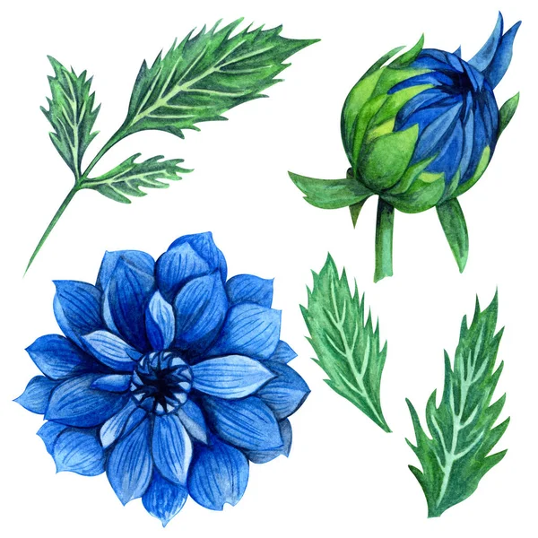 Mavi Dahlia çiçek ve tomurcuk, yaprakları, dalları, eğrelme yaprakları ile güzel çiçek koleksiyonu. Parlak suluboya Dahlia küçük resim seti. — Stok fotoğraf