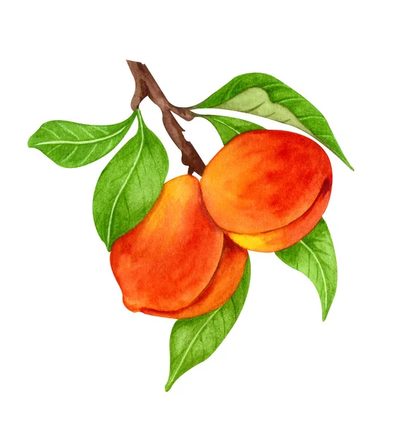 Peach watercolor illustration. Hand drawn ripe, juice summer fruit tree. Sweet nectarine twig with leaves isolates on white background. — Zdjęcie stockowe