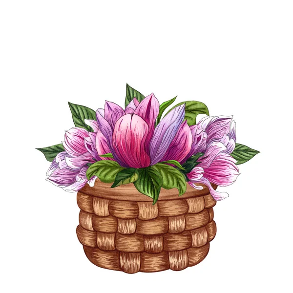 Bouquet from pink magnolia flowers. Floral bouquet in basket. watercolor illustration — Stock Photo, Image