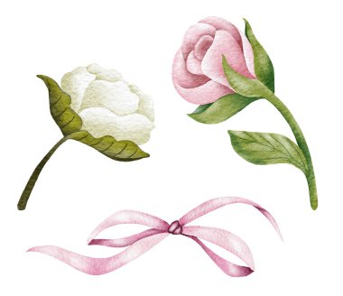 suluboya pembe ve beyaz gül çiçekleri, yeşil yapraklar, kapalı çiçekler. Hassas suluboya çizimi