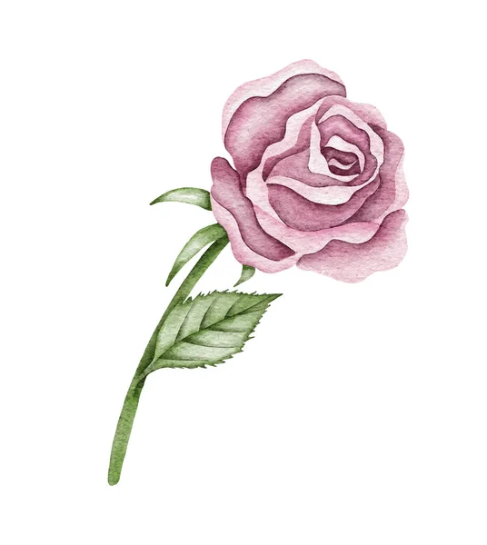 Akwarela różowy kwiat róży, zielone liście, zamknięty kwiat. Delikatna ilustracja akwarela — Zdjęcie stockowe