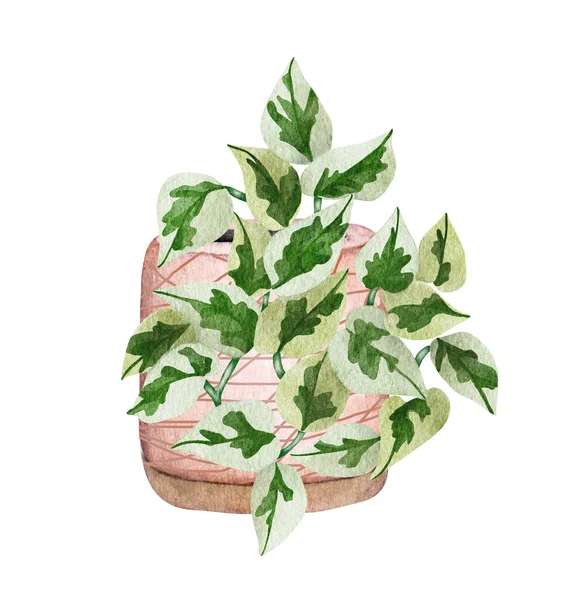 Ręcznie Malowane Akwarelowe Pothos Houseplant Ilustracja Rośliny Doniczkowej Doniczkowy Joy — Zdjęcie stockowe