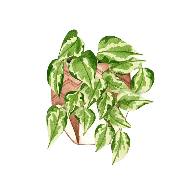 Pittura Mano Acquerello Pothos Pianta Appartamento Illustrazione Della Pianta Appesa — Foto Stock