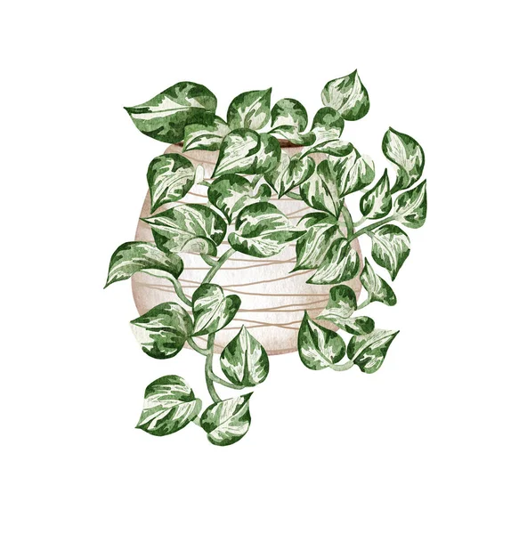 手绘水彩画波瑟斯室内植物 盆栽挂植物图解 盆栽Manjula Pothos — 图库照片