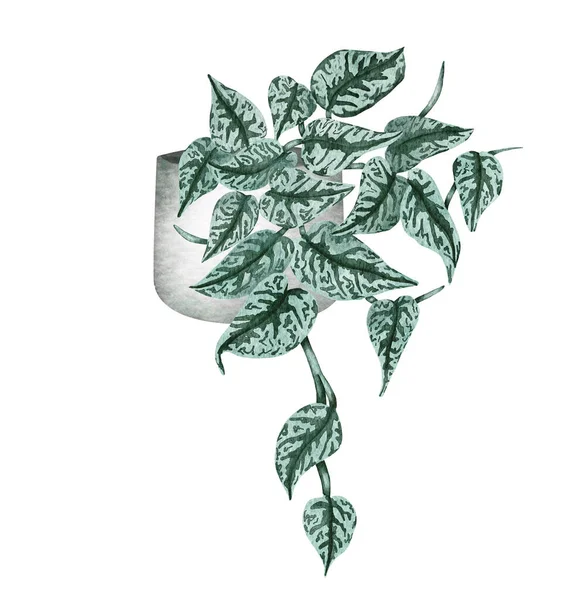 Ručně Malované Akvarelové Výkaly Květináč Ilustrací Rostliny Hrnec Satén Stříbro — Stock fotografie