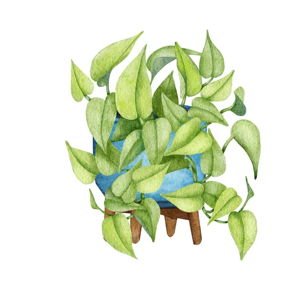 Ζωγραφισμένο Στο Χέρι Ακουαρέλα Pothos Φυτό Ζωγραφισμένο Κρεμασμένο Φυτό Νιον — Φωτογραφία Αρχείου