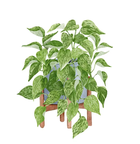 Håndmalt Vannfarget Pothos Husplante Illustrasjon Pottehengningsanlegg Potteskår Marmordronningen Pothos – stockfoto