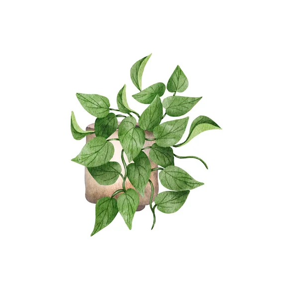 Ζωγραφισμένο Στο Χέρι Ακουαρέλα Pothos Φυτό Ζωγραφισμένο Κρεμασμένο Φυτό Ζαντ — Φωτογραφία Αρχείου