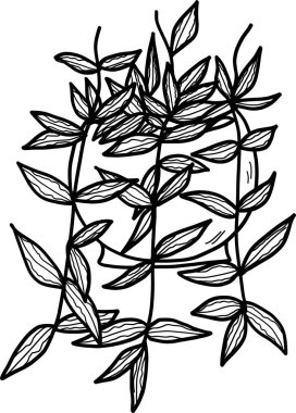 Hoya houseplant in the pot, isolated on white background. Watercolor potted plant illustration. Home decor.