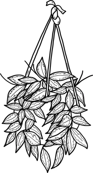 Hoya Houseplant Pot Isolated White Background Watercolor Potted Plant Illustration — Fotografia de Stock