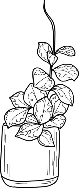 Χόγια Φυτό Εσωτερικού Χώρου Στην Κατσαρόλα Απομονωμένο Λευκό Φόντο Υδατογραφία — Φωτογραφία Αρχείου
