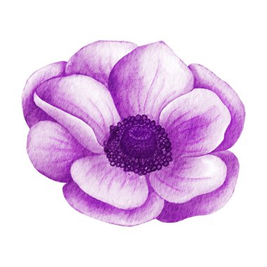 Boyalı Suluboya Anemone Çiçeği. Pembe düğün şakayığı çizimi
