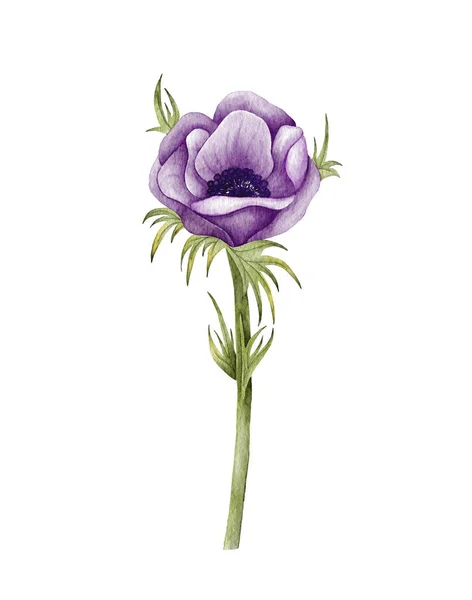 Акварельный анемонный цветок. Фиолетовый свадебный анемон — стоковое фото