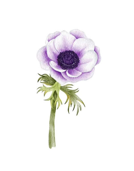 Gemaltes Aquarell Anemone Blume. Lila Hochzeitsanemone Illustration — Stockfoto