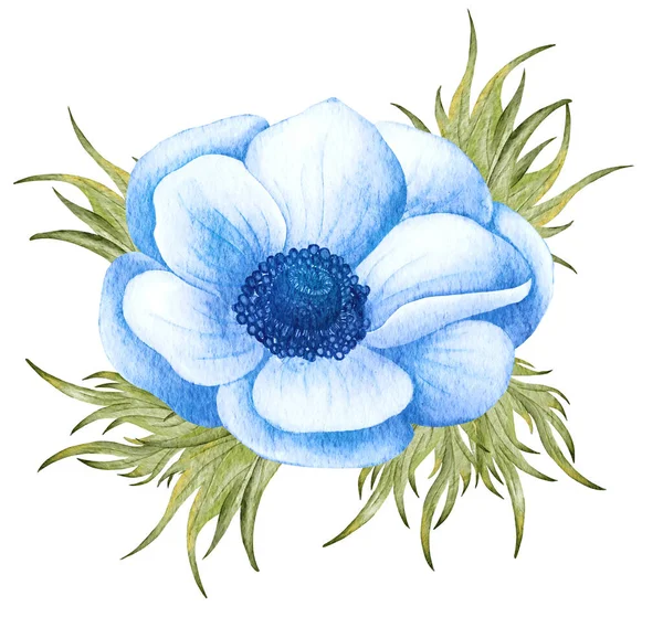 Акварельный анемонный цветок. Синий свадебный анемон — стоковое фото