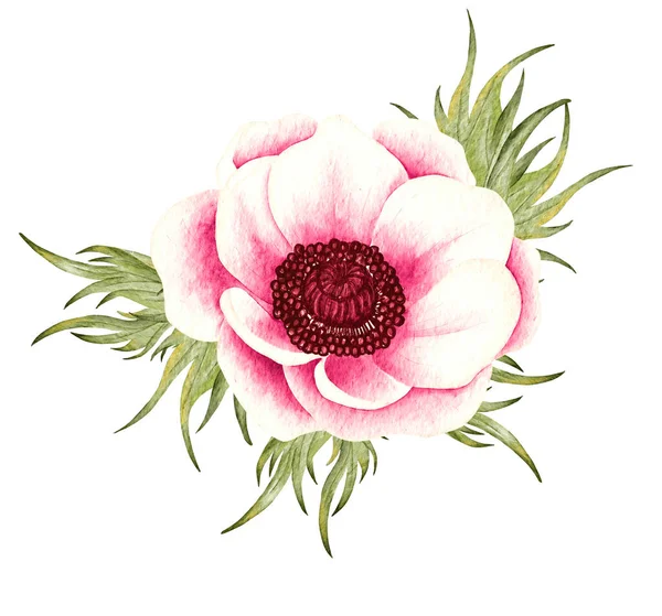 Акварельный анемонный цветок. Красная свадебная анемония — стоковое фото