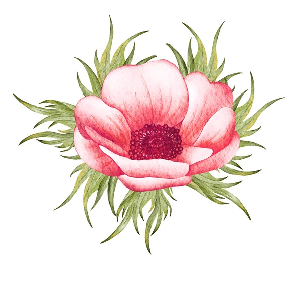 Акварельный анемонный цветок. Красная свадебная анемония — стоковое фото