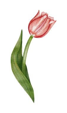 Suluboya kırmızı lale akıntılı resimleme.