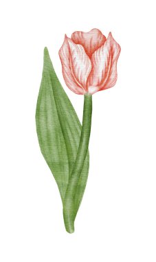 Suluboya kırmızı lale akıntılı resimleme.