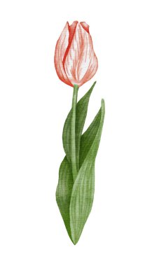 Suluboya kırmızı lale akıntılı resimleme.