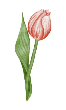 Suluboya kırmızı lale akıntılı resimleme.