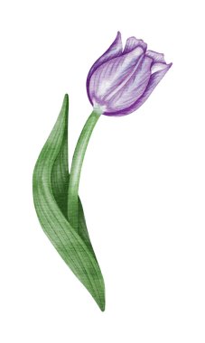 Suluboya menekşe lale akış çizimi.