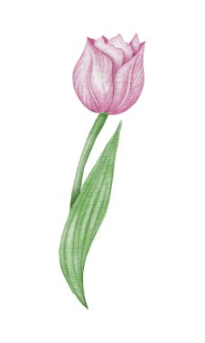 Suluboya pembe lale akıntısı çizimi.