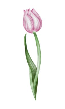 Suluboya pembe lale akıntısı çizimi.