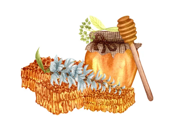 Watercolor Illustration Flower Honey White Acacia Linden Twig White Background — Zdjęcie stockowe
