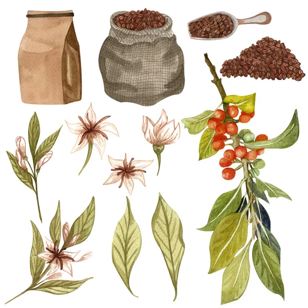 Σετ Καφέ Ακουαρέλας Κόκκοι Καφέ Φυτά Καφέ Αλεσμένος Καφές Χειροποίητα — Φωτογραφία Αρχείου