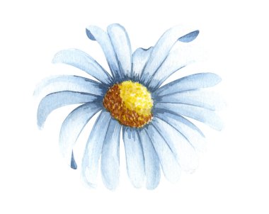 Watercolor chamomile flower isolated on white background. Hand drawn wildflower with white petals anf green leaves. top view