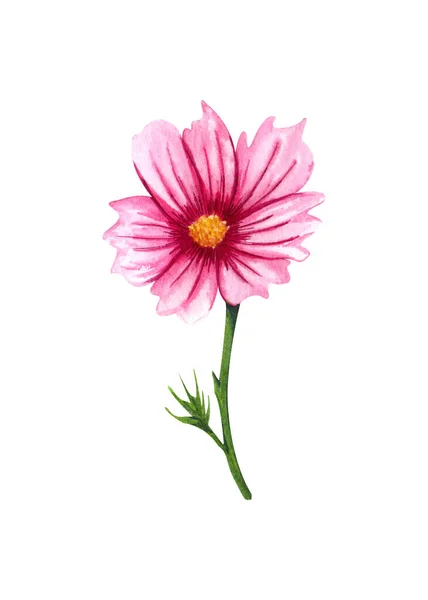 Watercolor Cosmos Flower Isolated White Background Hand Drawn Singl Wildflower — Foto de Stock
