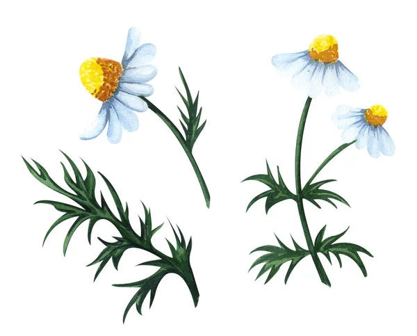 Watercolor Chamomile Flowers Set Isolated White Background Hand Drawn Wildflower —  Fotos de Stock